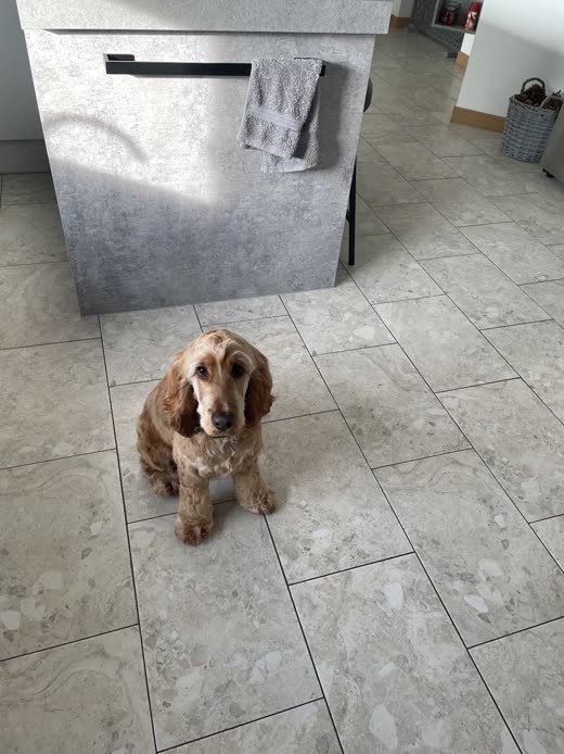 Close view of a tan cocker spaniel's coat and face